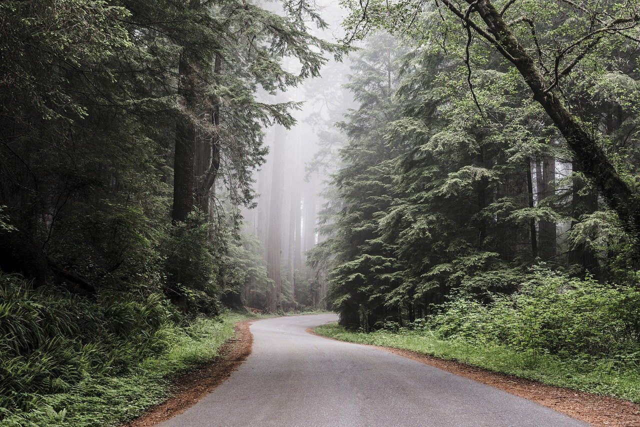 redwood national park, forest, foggy-6667452.jpg